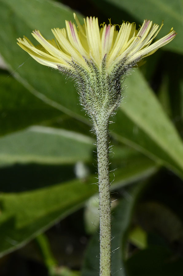 Pilosella officinarum (= Hieracium pilosella) / Pelosella